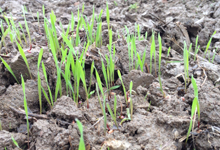 ���C���̔���